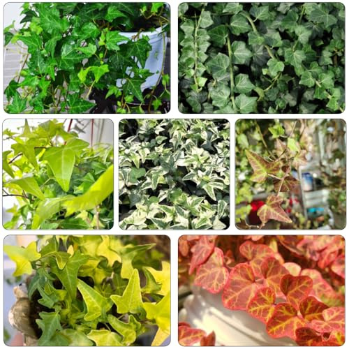 edera - semi verdi da giardino balcone resistenti balcone serra 400pcs