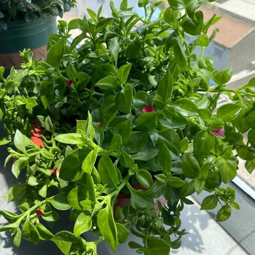 Grünlilie - pflanzensamen balkonpflanzen geschenke für gärtner nachhaltige produkte luftreinigende zimmerpflanzen wohnzimmer deko zimmerpflanzen exotische kräuterpflanzen 250Samen
