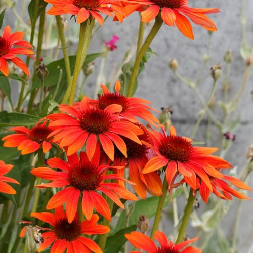 echinacea biologiche da esterno in vaso rampicanti da giardino Giardino roccioso: resistenti al pieno sole serre balcone decorative 400semi