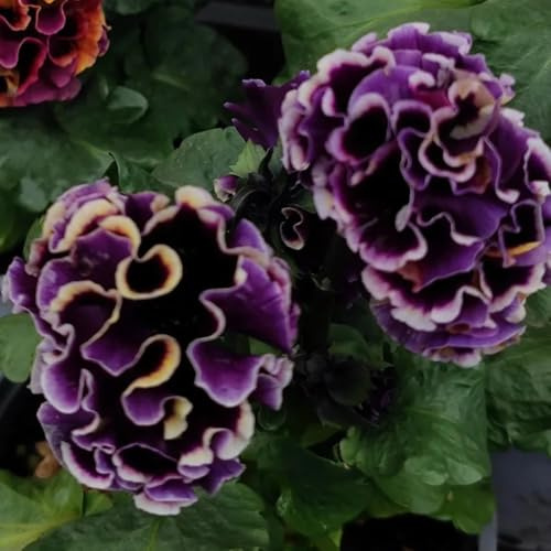 semi di violetta cornuta perenni, perenni resistenti Viola cornuta - giardino serre da balcone decorazione del soggiorno rare resistenti balcone primaverili 200pcs