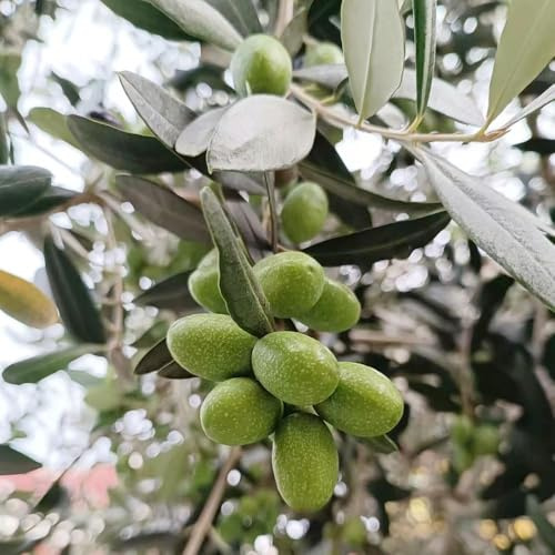 olivenbaum olivenbäume kräuterpflanzen steingartenpflanzen dachbegrünung stauden winterhart mehrjährig, balkonpflanzen winterhart hochbeet balkon pflanztopf 40samen
