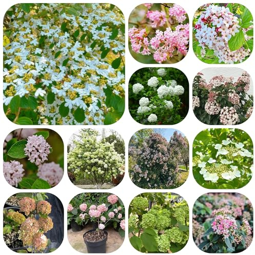 semi di palla di neve, giardino roccioso resistenti cespugli di palle di neve invernali da aiuola rialzata, arbusti ti resistenti 300pcs