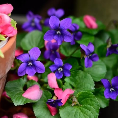 Duftveilchen Winterhart, blumenwiese exotische steingartenpflanzen balkon gartendeko für draußen 200Samen