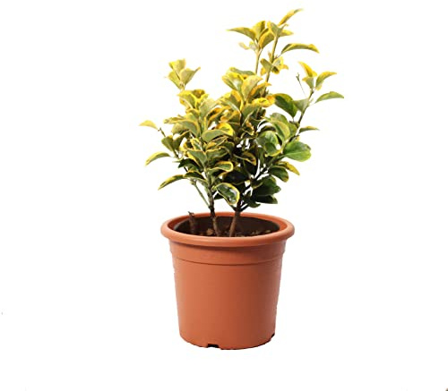 KENTIS - Euonymus Japonicus Aurea - Plantes d'Extérieur - Plantes de Haie - H 40-50 cm Pot Ø 18 cm