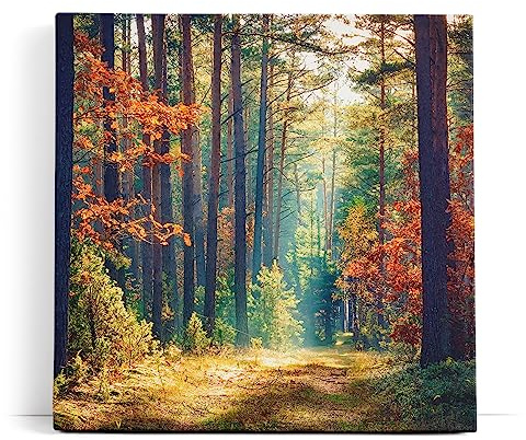Paul Sinus Wandbild 80x80cm Wald Waldweg Bäume Sonnenstrahl Natur Herbst