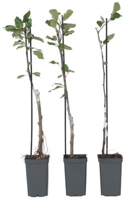 Plant in a Box - Pommiers - lot de 6 - Malus 'Braeburn', 'Golden Delicious', 'Malus Gala' - arbres fruitiers - Pot 9cm - hauteur 60-70cm