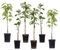 Plant in a Box - Pommiers - lot de 6 - Malus 'Braeburn', 'Golden Delicious', 'Malus Gala' - arbres fruitiers - Pot 9cm - hauteur 60-70cm