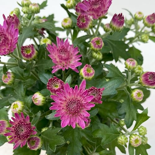Chrysanthemen, Chrysanthemum multiflora, 8er-Set, lila, Topf 10,5 cm Ø