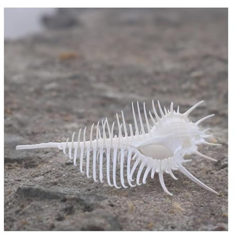 Grandes coquillages for la décoration, grandes coquilles de conques naturelles, grandes coquilles de mer naturelles blanches, énormes conques océaniques 10~12 cm, coquillages rares parfaits(12cm)