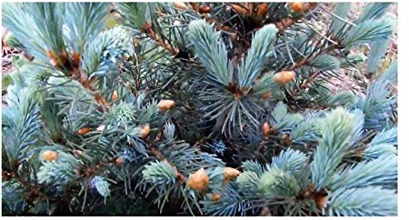 Stk - 20x Picea pungens Blaufichte Nadel Tanne Garten Pflanzen - Samen B98 - Seeds & Plants Shop by Ipsa