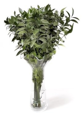 JARDIN202 - Ruscus | Flor Natural | Ramo de 50 tallos | Verde | 80cm de alto
