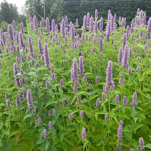 semi di ortica profumati, medicinali Agastache foeniculum, selvatiche per giardino verdi prodotti sostenibili 100pcs