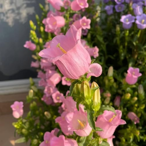 Semi di campanula - per luoghi soleggiati Campanula media - semi resistenti da giardino decorazioni 1000pcs