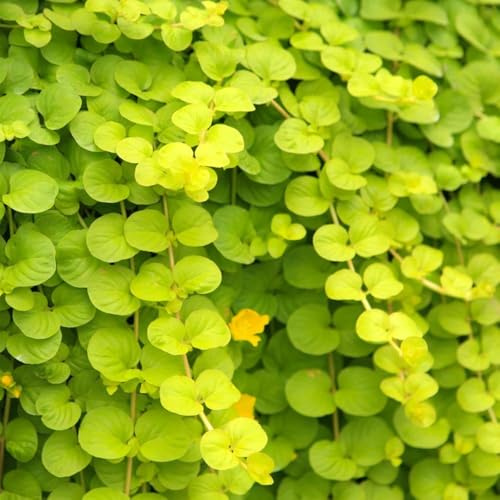 Pfennigkraut - blumensaat garten topfpflanzen balkon - seltene - pflanzensamen Pfennigkraut pflanzendeko kräutersamen winterharte 80samen