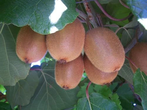 PIANTA DI KIWI AUTOFERTILE FRUTTO GROSSO 80-120 CM VIVAI VALTELLINA