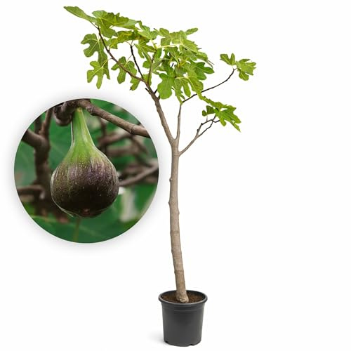 LEMON FLOWERS | Winterharter Feigenbaum 'Brown Turkey' 160cm-170cm - Selbstbefruchtend – Ficus Carica – Feige Essbar – Feigenbaum Winterhart bis -17°C – Fig Tree