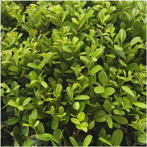 Ilex crenata 'Jenny' – Stechpalme Sträucher – Ø7cm – 15cm – 6 Pflanzen – Immergrün, Pflegeleicht & Winterhart – Buchsbaum-Alternative
