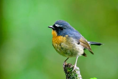 AluVerbund-Bild 60 x 40 cm: Snowy-browed Flycatcher (Ficedula hyperythra) Schöner blauer Vogel mit gelber Brust und weißer Braue, der auf einem Holzstab (106409499)