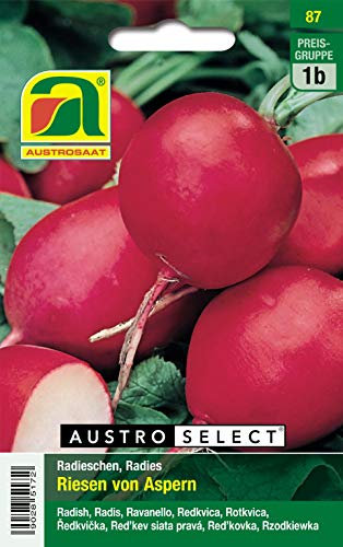 Radieschen, Radies, Riesen von Aspern