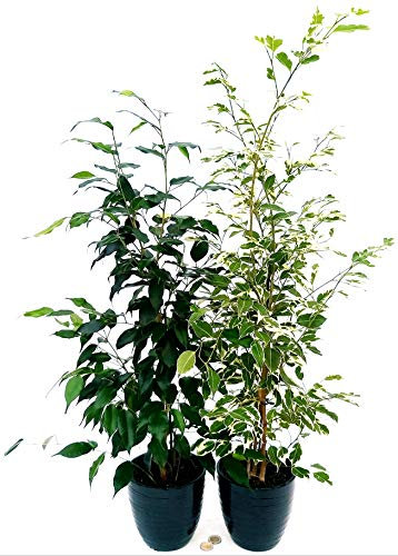 POWERS TO FLOWERS - FICUS BENJAMIN VARIEGATO e VERDE, altezza 40cm, piante vere