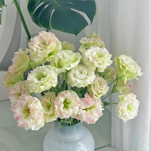 1550 piezas Muestra de semillas de Eustoma, Sala De Estar Decorativa Moderna Lisianthus - (Eustoma grandiflorum) semillas de mariposas para plantar al aire libre Semillas de pradera