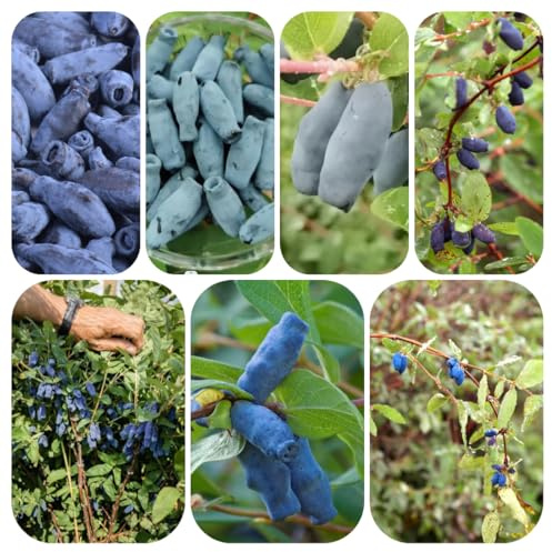 semi di mirtillo siberiano honeyberry - serra interna indoor rare biologici 120pcs