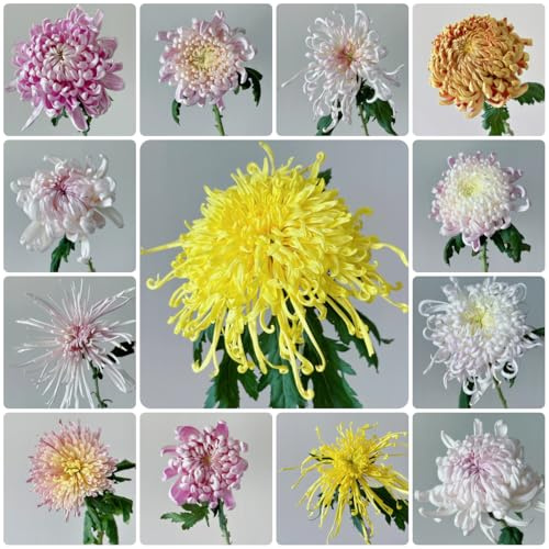 semi di crisantemo - resistenti, esotiche giardino balcone 350pcs