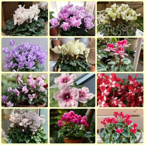Alpenveilchen, winterharte für balkon Cyclamen persicum, gartenpflanzen pflanzensamen zimmerpflanzen winterhart 100Samen