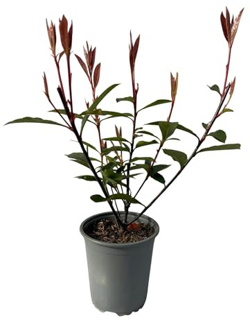 Photinia fraseri Carre Rouge - Carre Rouge - 8 plantas perennes - 1 m - 9 cm de altura 30-35 cm - Hojas rojas y verdes - Fácil de limpiar