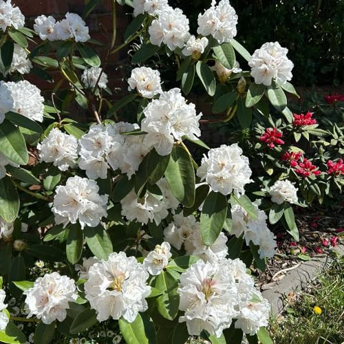 rododendro, azalea - giardino roccioso ornamentali giardino resistenti decorazioni per esterni decorazione balcone arredamento 15semi