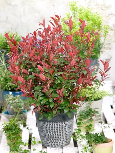 [x4] Photinia Carre Rouge | Red Robin | Evergreen Shrubs | Vibrant Red Foliage | P9 Pots