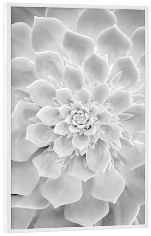 artboxONE Poster mit weißem Rahmen 90x60 cm Floral White Succulent - Bild sukkulente sukkulente