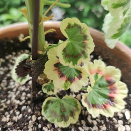 geranien winterharte stauden für pralle sonne schmetterlingsflieder wildblumensamen wildkräuter gartensamen zimmerpflanze kräuterpflanzen blumenwiese herbstaussaat mehrjährig 1000samen