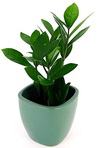 POWERS TO FLOWERS - ZAMIOCULCAS XS IN VASO CERAMICA CUBICO VERDE ACQUA, pianta vera
