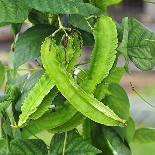 Semi di pisello di asparagi - Tetragonolobus purpureus