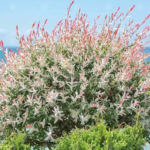 Semillas de tallo de sauce arlequín, Decoración de jardín para exteriores Salix integra, para lugares soleados arbustos jardín 250pcs