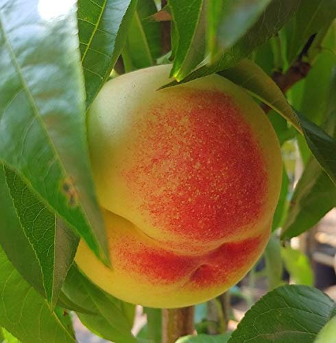 Kernechter vom Vorgebirge, Pfirsichbaum, Prunus persica, Buschbaum, 120-140cm im Topf