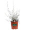 Pianta di Teucrium Fruticans Pianta di Camedrio Femmina pianta da esterno pianta da siepe pianta ornamentale pianta vera di Teucrium Fruticans venduta da eGarden.store (Azureum vaso 17 cm)