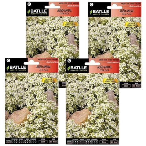 Semillas de aliso color plata de Semillas Batlle PACK (4)