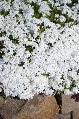 Phlox douglasii 'White Admiral' ca. 9x9 cm Topf - Teppich-Phlox, weiße Blüten, Blütezeit April-Mai, ideal für Steingärten, winterhart und pflegeleicht