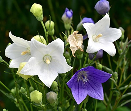 Ballonblume, chinesische Glockenblume, Platycodon - Sortenmischung - samen