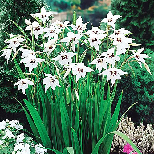 10 x Acidanthera Peacock Orchid-Star Shaped Elegant White Blooms- A Summer Full of Delicate and Fragrant Flowers- for Your Beautiful Garden