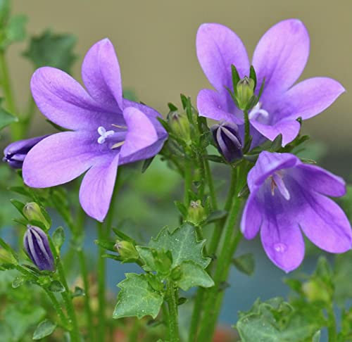 12 unidades o 1 m² Campanula con hojas de melocotón 'Grand. Coerulea' - Campanula Persicifolia 'Grand. Coerulea' Maceta 9x9 cm