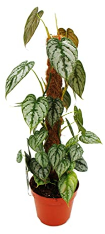 Philodendron brandtianum Silberblatt Baumfreund 17cm Topf am Moosstab