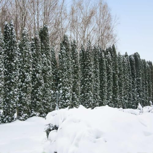 Brighter Blooms - Taylor Juniper Tree, 2-3 ft. - No Shipping to AK, AZ, CA, HI