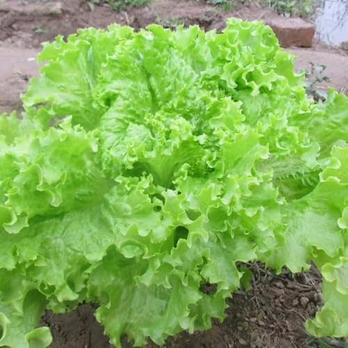 Pflücksalat, seltene gemüsepflanzen salatsamen alte sorten exotische salatpflanzen 800Samen