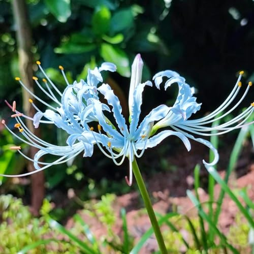 giglio ragno - autunnali, resistenti, lycoris radiata di rari a primaverile tappezzante resistente 6bulbi
