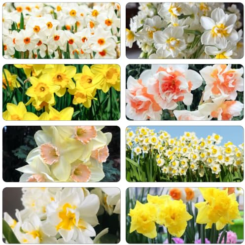 narzissenzwiebeln gartenpflanzen pflanzendeko blumenzwiebeln mehrjährig winterhart wildblumen kübelpflanzen kräutergarten exotische zimmerpflanzen pflanztopf topfpflanzen pflanzenkübel 7zwiebeln