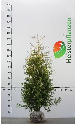 Lebensbaum Thuja Brabant 100-120 cm. 7 Koniferen. Immergrüne Heckenpflanze