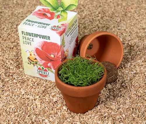 Sperli Blumengrüße-Anzuchtset inkl. Tontopf, Substrat & Katschmohnsamen - Starterset, Perfektes Garten-Geschenk, Dankeschön Saatgut Set mit Beliebter, Einjähriger Wildblume für Bunten Blumenzauber